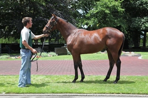 Irish Rebel - Yearling